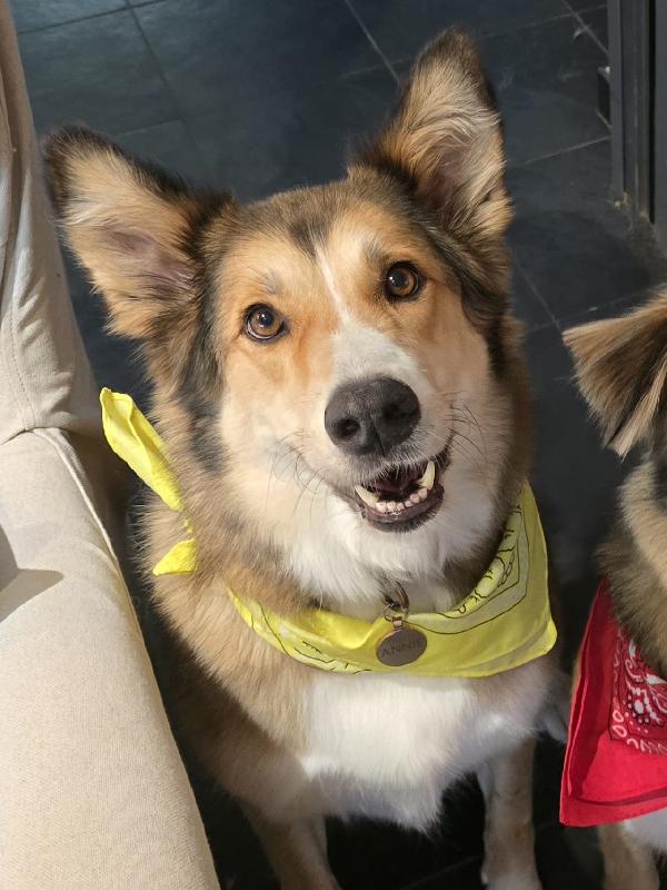 ✨ Annie, La Dolcezza Che Cerca Casa ✨Una Splendida Mix Saluki (Levriero Arabo)